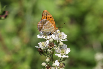 Schmetterling