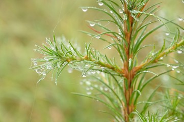 カラマツの幼木に水滴