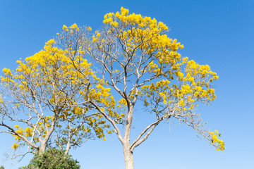 Fototapeta premium arbol de primaver