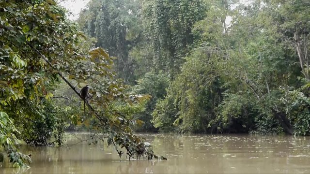 Tracking Shot Of River Boat Tour, Sabah Borneo Malysia