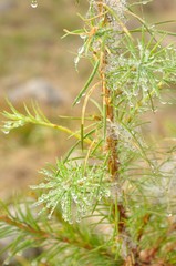 カラマツの幼木に水滴