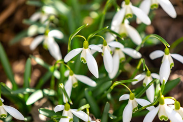 Fototapeta na wymiar Early flowering Snowdrops (Galanthus Amaryllidaceae) between dry leaves in sunlight