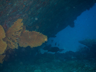 Plongée .Thailande