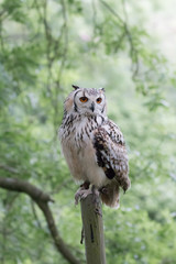 Eagle owl on post with woodland background