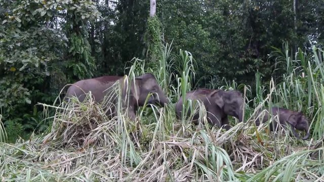 Bornean Pygmy Elephant Feeding, filming from boat