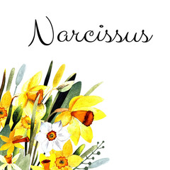 Narcissus with leaves and herbs. Watercolor illustration on white background