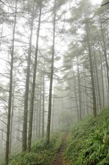 大菩薩嶺 カラマツの森