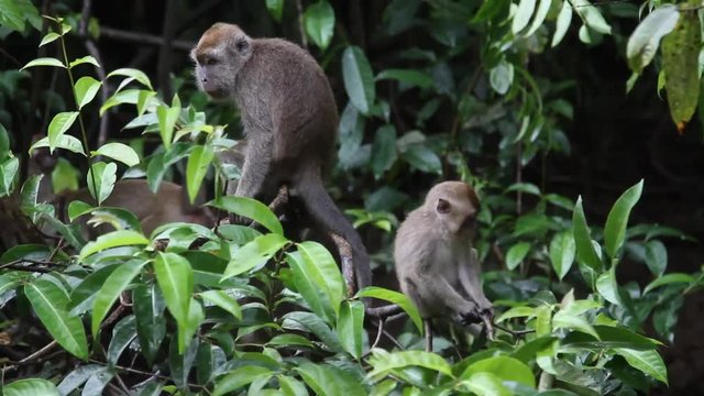 Young Macaque monkeys climbing, Malaysia