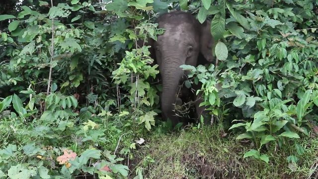Bornean Pygmy Elephant, Borneo