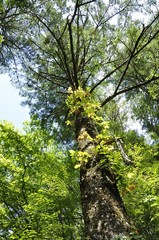やまなしの森林100選 大菩薩のウラジロモミ林