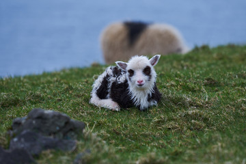 Beautiful newborn lamb of Faroese sheep on the pasture or grazing land an ocean in background on Faroe islands during cloudy spring day Faroese sheep is a breed of sheep native to the Faroe Islands.