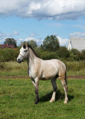 Beautiful light bay horse with a short dark mane standing in field with village houses in the background