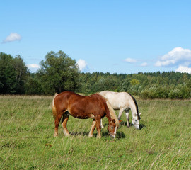 Group of two horses grazing on the field with a forest in the background. Sunny summer day in Russia
