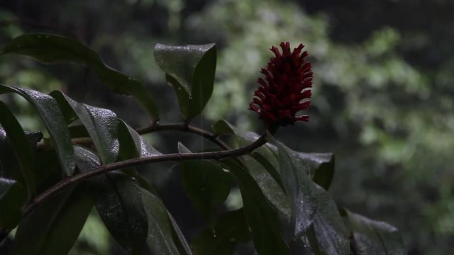 Raining in the rainforest, close-up