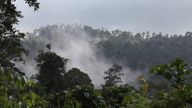 Cloudy day, Huge Rainforest, Tabin Wildlife Reserve, Malysia