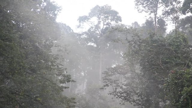 Morning mist in the rainforest