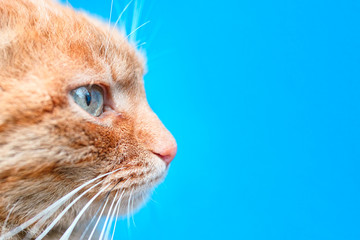 Red Cat Profile Close-Up
