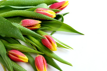 Yellow red flowers tulips bouquet with green leaves and stem isolated on white with free space for text