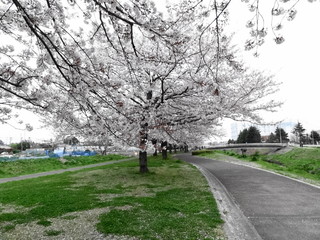 Obraz premium 高田緑地の桜