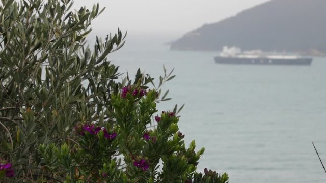 Garden on the sea of the Gulf of La Spezia. A Polygala Mirtifolia plant with an olive tree in this Mediterranean garden in Liguria