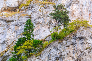 Pine tree in Rhodope Mountains