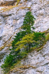 Fototapeta na wymiar Pine tree in Rhodope Mountains
