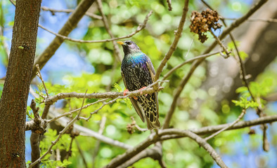 Common starling (Sturnus vulgaris)
