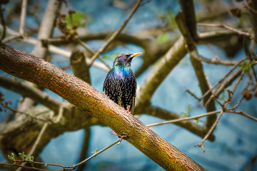 Common starling (Sturnus vulgaris)