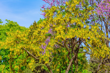 Common Laburnum Flowers