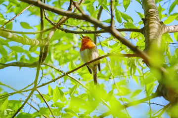 The European robin (Erithacus rubecula)