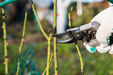 Hand holding bypass pruning secateur for cutting roses