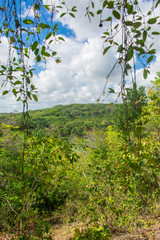 Fototapeta premium A view of the countryside of Itamaraca island - Pernambuco state, Brazil
