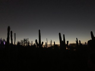Desert Botanical Garden