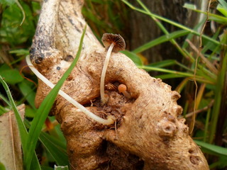 WoodMushroom
