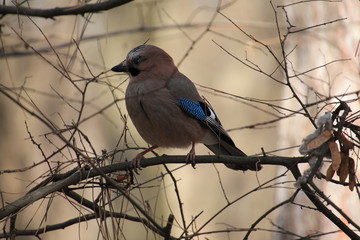 bird on a branch