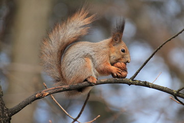 squirrel on tree