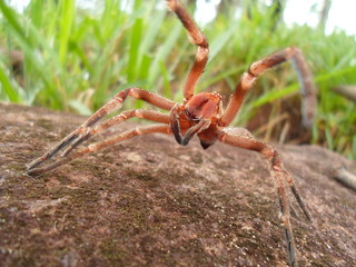 Live Cam Spider Attack