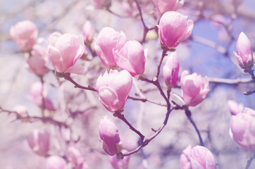 Fototapeta na wymiar Beautiful magnolia tree blossoms in springtime. Bright magnolia flower against blue sky. Romantic floral backdrop