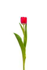 One red tulip on a white background with green leaves.