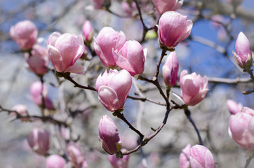Beautiful magnolia tree blossoms in springtime. Bright magnolia flower against blue sky. Romantic floral backdrop