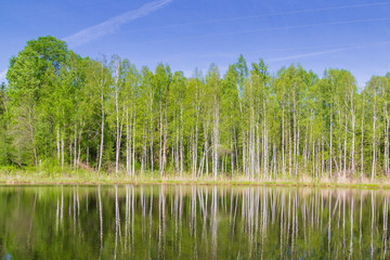 White thin birch trees grow along the forest lake in spring