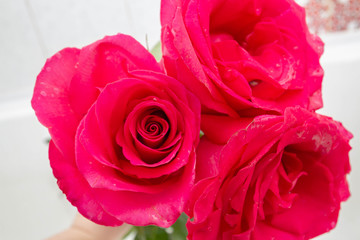 Big beautiful pink roses lie in the water