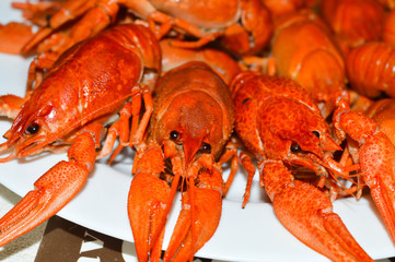 Cooked Crabs on white plate