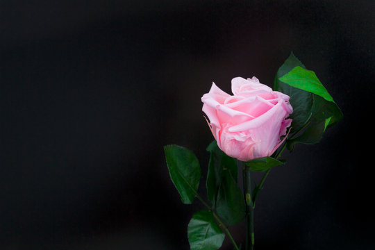 One beautiful blossoming pink rose on a black background