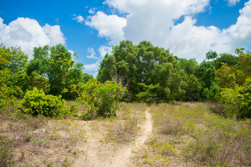 A view of the countryside of Itamaraca island - Pernambuco state, Brazil