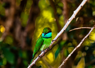 Sri Lanka - Yala NP - Green Bee Eater