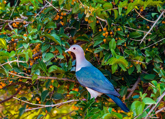 Sri Lanka - Yala NP - Green Imperial Pigeon