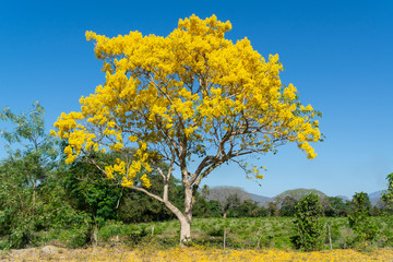 ARBOL DE PRIMAVERA