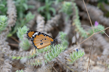 Danaidae / Sultan / / Danaus chrysippus