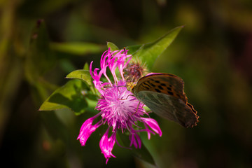 Butterfly living in nature. 